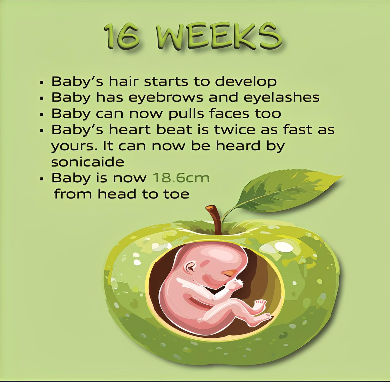 16 weeks pregnancy infographic, baby fetus inside apple illustration, development facts listed