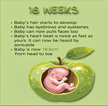 16 weeks pregnancy infographic, baby fetus inside apple illustration, development facts listed