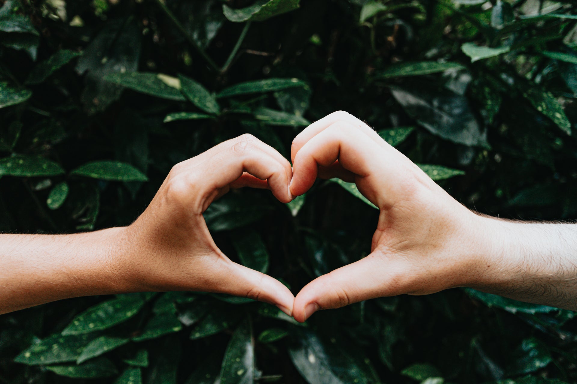 hands forming a heart shape with green leaves in the background